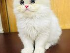 Parsian Cat