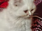 Parsian Cat for Sale