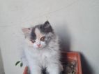 Parsian cat sell