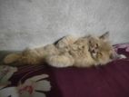 Parsian cat