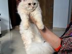 Persian Cat