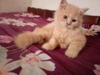 Parsian cat