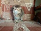 Parsian Cat