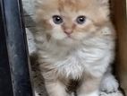 Parsian Cat