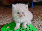 Parsian Cat