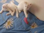 Parsian Cat