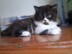 Parsian Cat