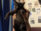 Parsian cat
