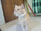 Parsian Cat