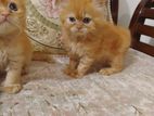 Parsian Cat