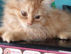 Parsian Cat