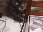 Persian Cat