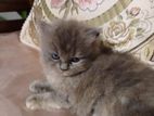 Parsian Cat