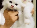 Parsian Cat