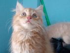 Parsian Cat