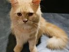 Parsian Cat