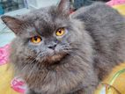 Parsian Cat