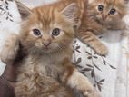 Parsian Cat