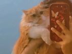 Parsian Cat