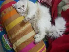 Parsian Cat