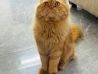 Parsian Cat