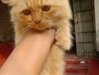 Parsian Cat