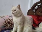 Parsian cat.
