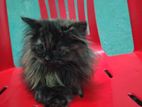 Parsian Cat