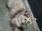 parsian cat