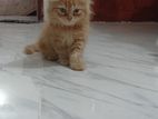 parsian cat