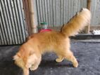 Parsian Cat