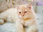 Parsian cat