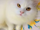 Persian Cat