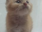 Parsian Cat