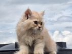 PARSIAN CAT