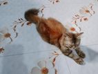 parsian cat