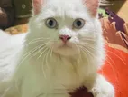 Parsian Cat