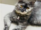 Parsian Cat