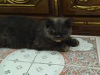 Parsian Cat