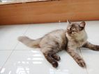 Parsian Cat For Seel.(female)