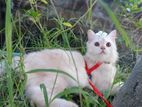 parsian cat for sell