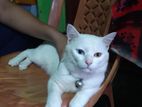 parsian cat for sell