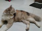 Parsian cat full coated
