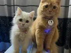 Parsian Cat Male And Female