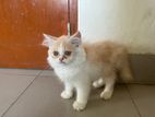 parsian cat male