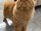 Parsian Cat Male