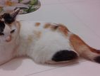 Parsian cat mixed