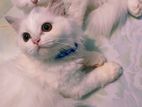 Parsian Cat / পার্সিয়ান বিড়াল