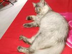 Parsian Cat for sale