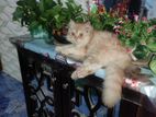 Parsian cat sell